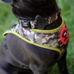 Brnx Collar Ajustable Perro Camuflaje Small 4