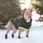 Gfpet Parka Recycled Perro Camuflaje 3